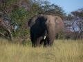 Elephant, Sabi Sand Safari, Νότια Αφρική, Αφρική