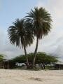 Palm trees on the beach, Palm Beach, Aruba, America