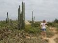 Organ Pipe cactus, Chapel of Alto Vista, Aruba, America