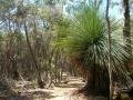 Фото 6762: Vegetation typical on Kangaroo Island