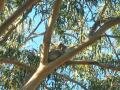 Foto 6761: A koala on Kangaroo Island