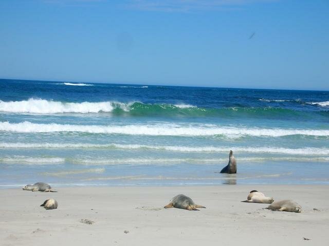 صورة 6759: Sea Lions on Seal Bay's beach
