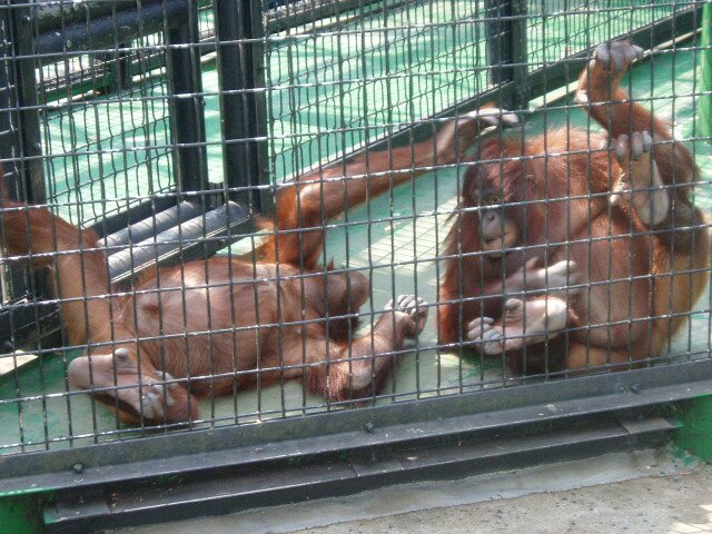 Photo 171: Deux singes dans un parc animalier au centre de Hong Kong