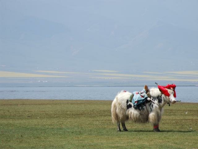 ภาพถ่าย 7370: A yak near the lake