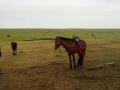 The steppes (Caoyuan) of Chinese Mongolia towards Huitenggeer with its horses, Hohhot, סין, אסיה