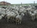 The sheep are there for their wool and the menu… , Hohhot, סין, אסיה