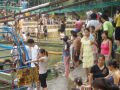 Amusement park of Zhiwuyuan (the botanical garden) , شنيانغ (Botanical garden), الصين, آسيا