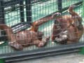 Two monkeys in an animalist park in the center of HongKong , הונג קונג, סין, אסיה