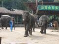 Presentation of elephants at the northern entrance, Sanchahe Nature reserve, Trung Quốc, Châu Á