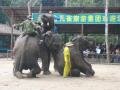 Presentation of elephants at the northern entrance, Sanchahe Nature reserve, Trung Quốc, Châu Á