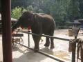 Presentation of elephants at the northern entrance, Sanchahe Nature reserve, Trung Quốc, Châu Á