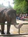 Presentation of elephants at the northern entrance, Sanchahe Nature reserve, Trung Quốc, Châu Á