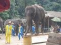 Presentation of elephants at the northern entrance, Sanchahe Nature reserve, Trung Quốc, Châu Á