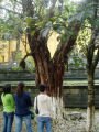 Garden of Solitary Beauty Peak (Duxiu Feng), Quế Lâm, Trung Quốc, Châu Á