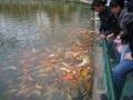 Fish viewing pond in the flowers garden and tropical plants, Jinghong, Trung Quốc, Châu Á