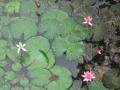 Lotus flower in the garden of flowers and tropical plants, Jinghong, Trung Quốc, Châu Á