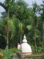 Coconuts in the garden of flowers and tropical plants, Jinghong, Trung Quốc, Châu Á