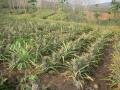 Nearby Jinghong, fields of pineapple, Jinghong, Trung Quốc, Châu Á