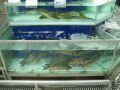 Fish, Chinese hypermarket, סין, אסיה