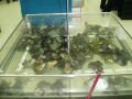 Frogs Australian ones! , Chinese hypermarket, סין, אסיה