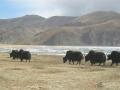 Yamdrok lake and yaks