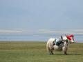 A yak near the lake, Kuku-nor, Chińska Republika Ludowa, Azja