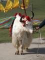 Yak, Riyue Shankou, סין, אסיה