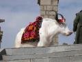Yak, Riyue Shankou, סין, אסיה