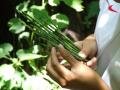 Smalls bamboos, Guan Men Shan, الصين, آسيا