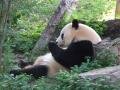 Giant Panda, Bắc Kinh (Zoo), Trung Quốc, Châu Á