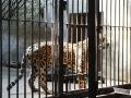 Leopard (Panthera), Bắc Kinh (Zoo), Trung Quốc, Châu Á