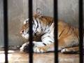 Tiger, Bắc Kinh (Zoo), Trung Quốc, Châu Á