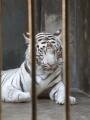White tiger (Panthera tigris), Bắc Kinh (Zoo), Trung Quốc, Châu Á