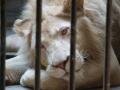 Lion, Bắc Kinh (Zoo), Trung Quốc, Châu Á