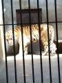 A tiger, Bắc Kinh (Zoo), Trung Quốc, Châu Á