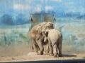 Elephants, Bắc Kinh (Zoo), Trung Quốc, Châu Á