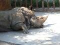 Rhinoceros, Bắc Kinh (Zoo), Trung Quốc, Châu Á