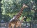 Giraffe, Bắc Kinh (Zoo), Trung Quốc, Châu Á