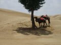The desert close to Baotou: the only tree can be! , Baotou, סין, אסיה