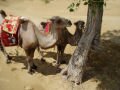 The desert close to Baotou: an Asian camel! , Baotou, סין, אסיה