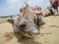 Head of a camel , Baotou, סין, אסיה