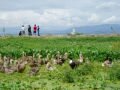 Ducks on Erhai Hu lake, Dali, Trung Quốc, Châu Á