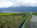 On the way of the lake Erhai Hu, rice plantations as far as the eye can see. , Dali, Trung Quốc, Châu Á