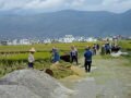 Rice harvest to the hand! , Dali, Trung Quốc, Châu Á