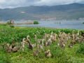 Ducks, always of ducks! , Dali, Trung Quốc, Châu Á