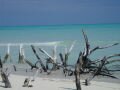 Beach of the northern coast , Cayo Levisa, Куба, Америкa