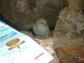 Bird of Antilles, Water falls of carbet, Guadeloupe, America