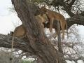 Lioness resting