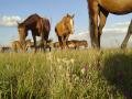 Herd of mares and Edelweiss