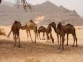 Sahara Desert with camels